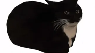 Maxwell the cat