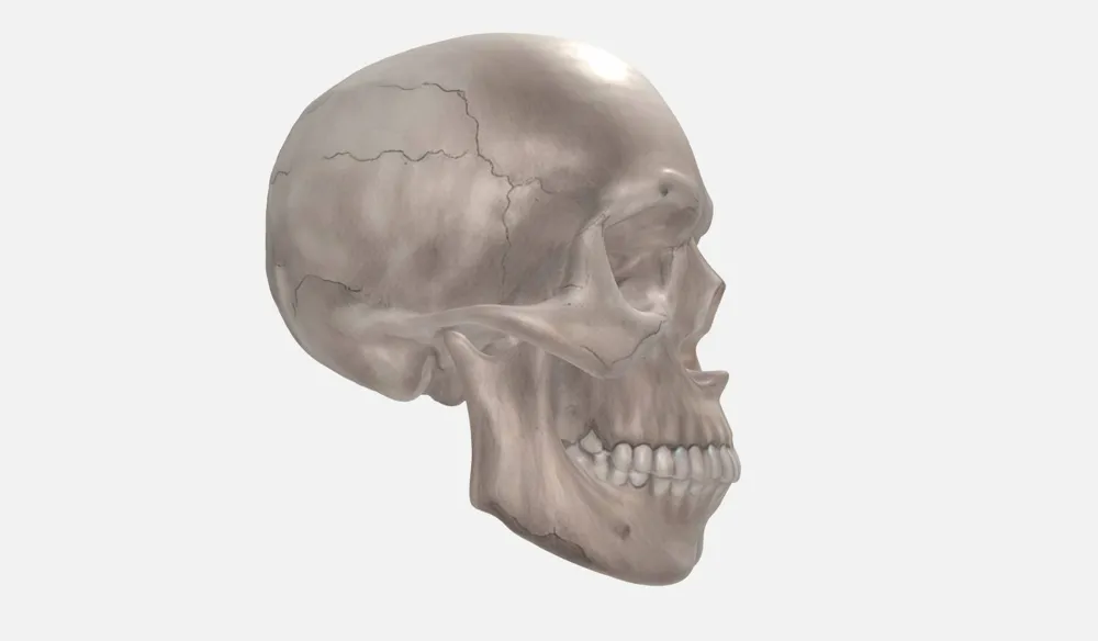 PERFECT 3D MODEL SKULL - ANATOMY by Arganoff - MakerWorld