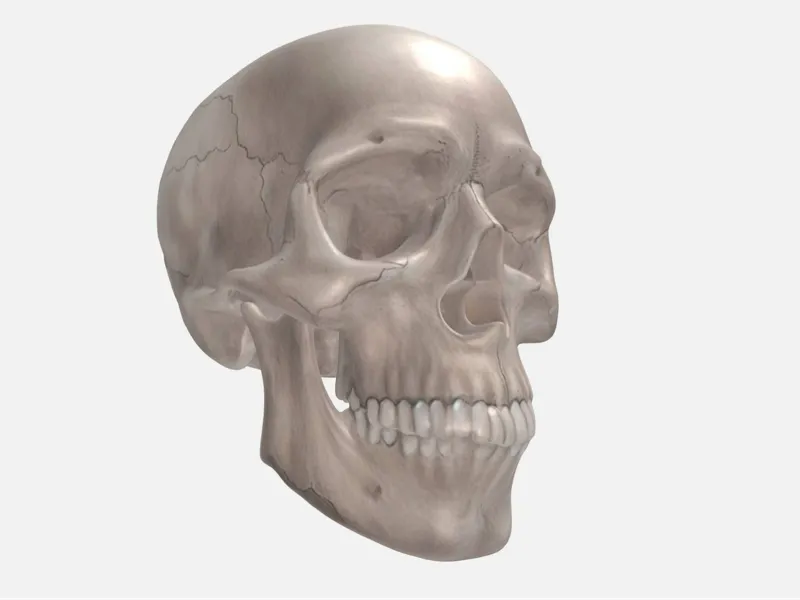 PERFECT 3D MODEL SKULL - ANATOMY