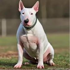 Bull Terrier Dog 