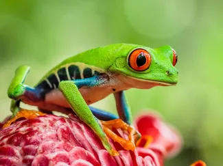 Tree Frog