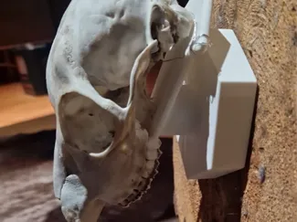 Trophy Holder Deer Skull