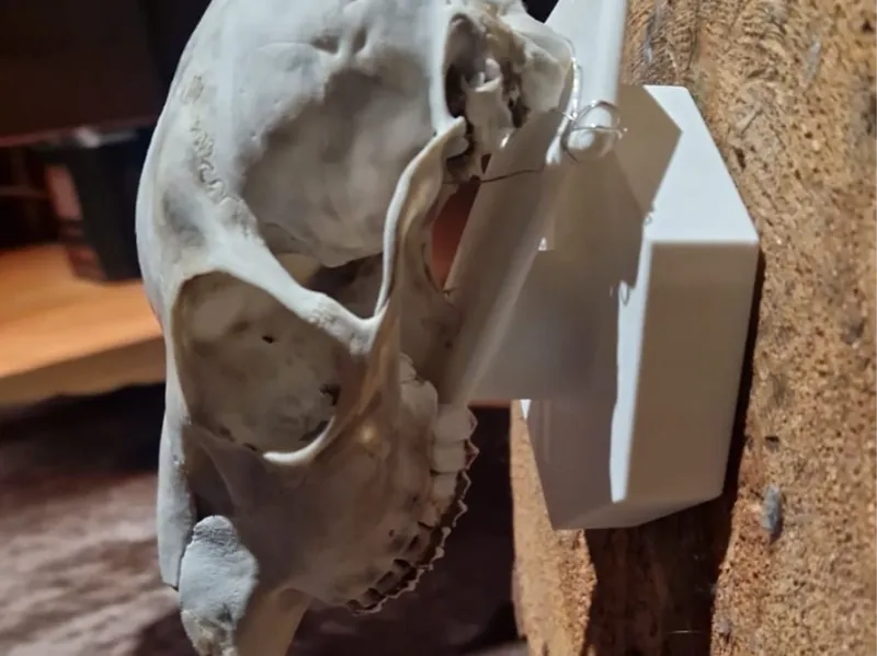 Trophy Holder Deer Skull
