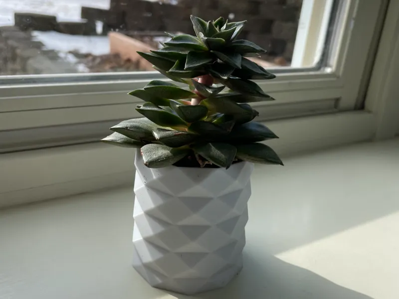 Small, cute planter