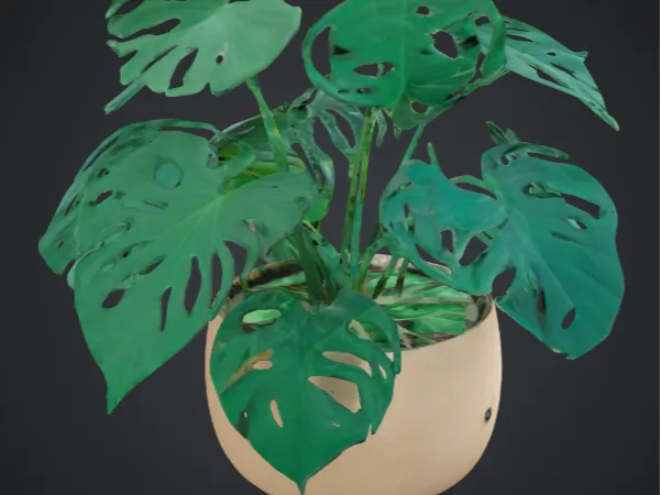 Cute mini monstera plant