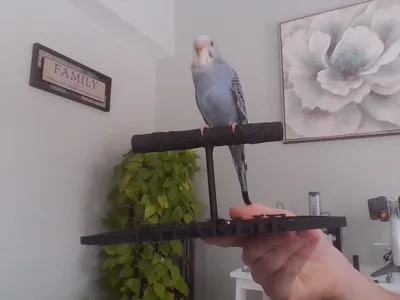 interlocking bird perch