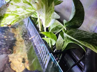 aquarium planter