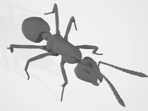 Ant