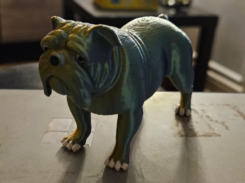 Bronson the British Bull Dog