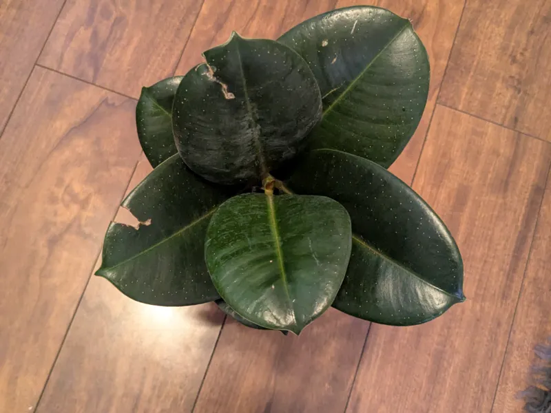 Plant with poor life choices
