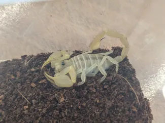 Obesity scorpion 