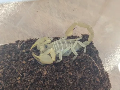 Obesity scorpion