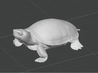 Turtle