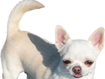 Chihuahua