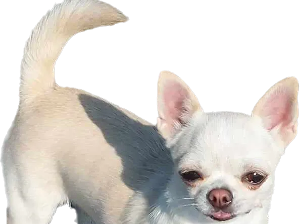 Chihuahua