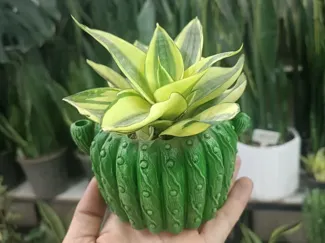 cactus pot 