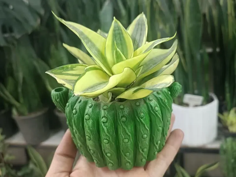 cactus pot 