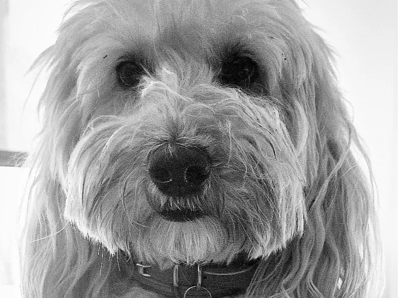 perro