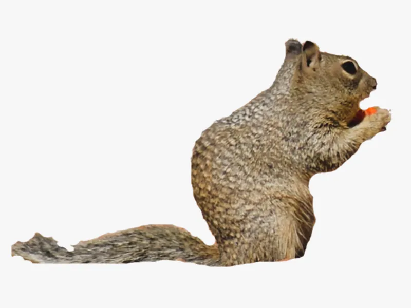 Squirrel 