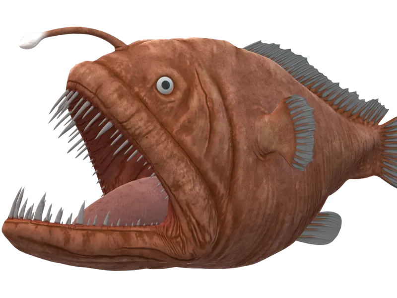 angler fish