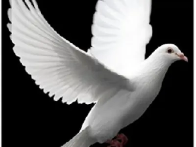 WHITE DOVE FLIGHT
