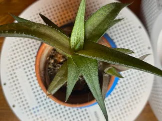 Succulent Pot