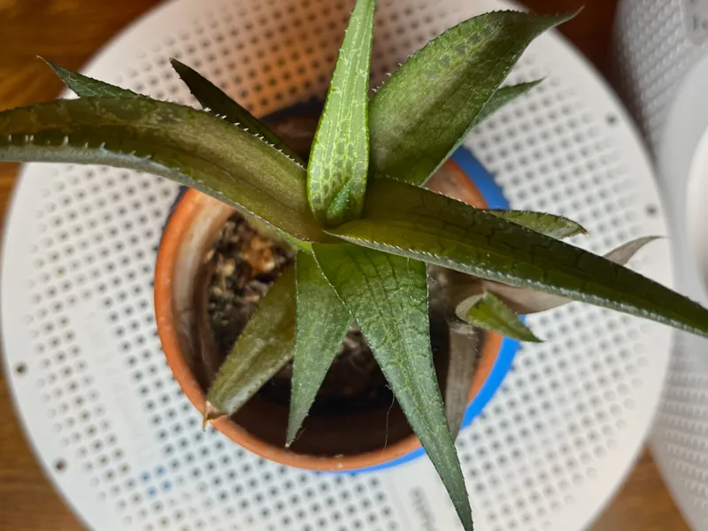 Succulent Pot