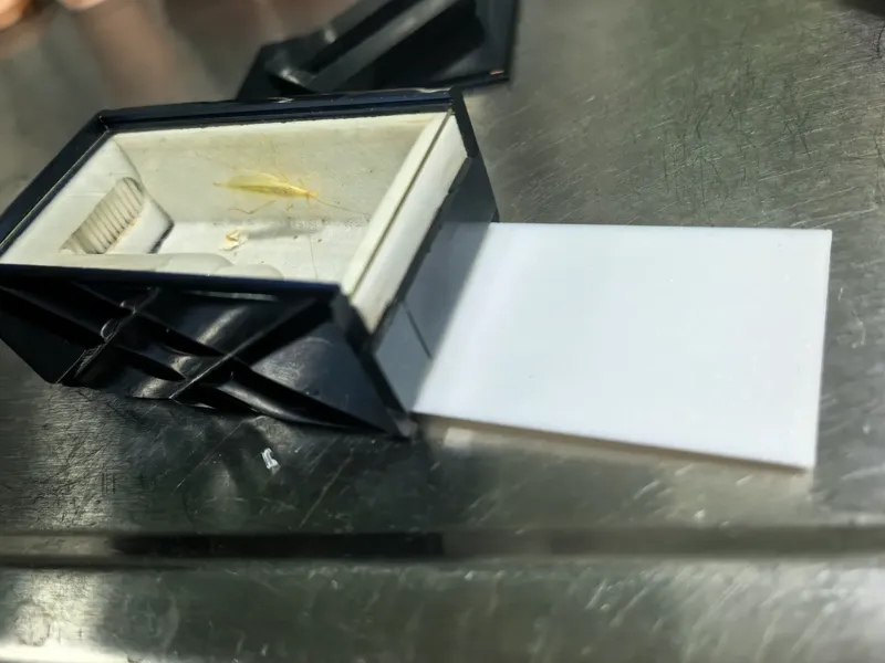 鸣虫盒底板
