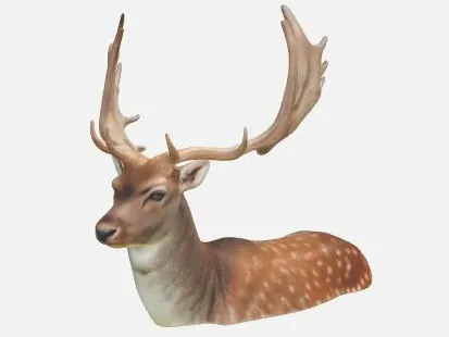 Fallow Buck