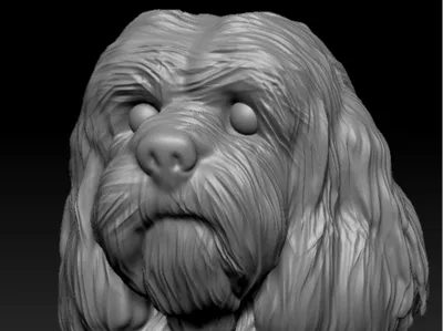 Dog12
