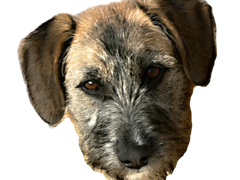 Dog hueforge