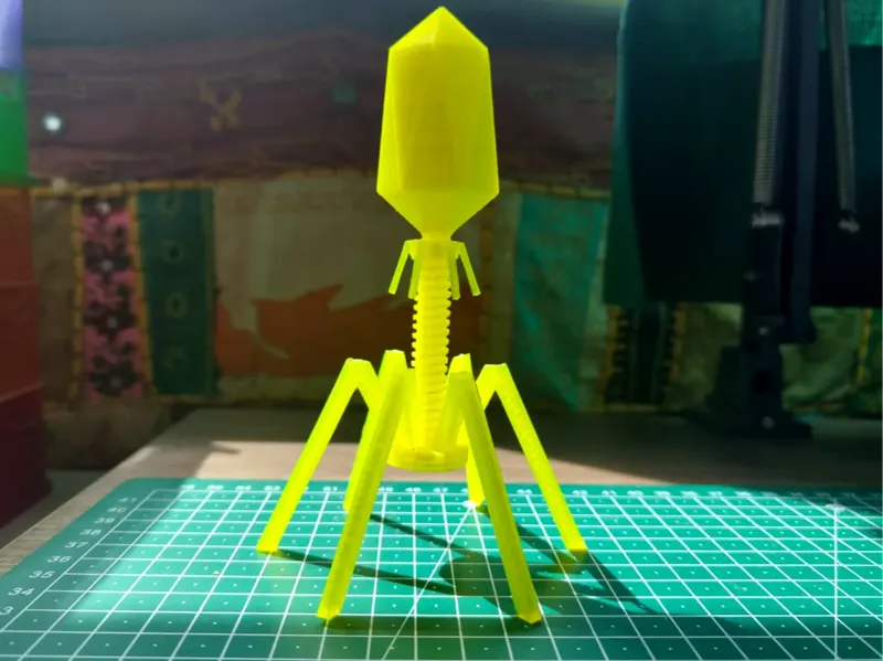 Bacteriophage model