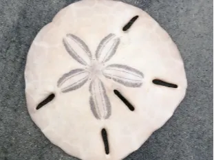 sandollar model