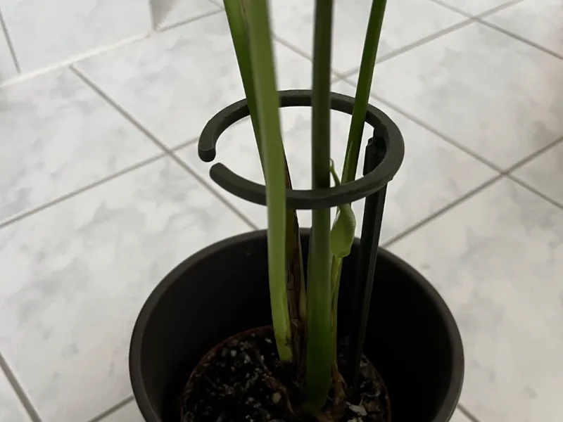 Plant support stand Ring Houseplants