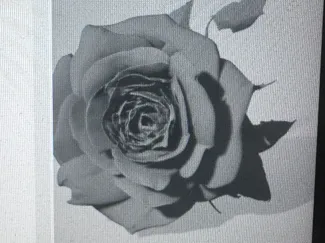 rose