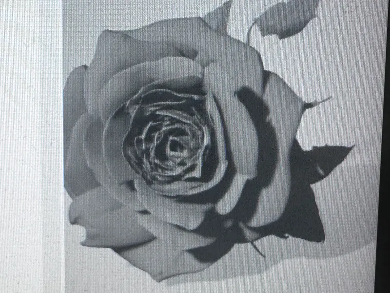 rose