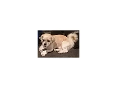 Hundi