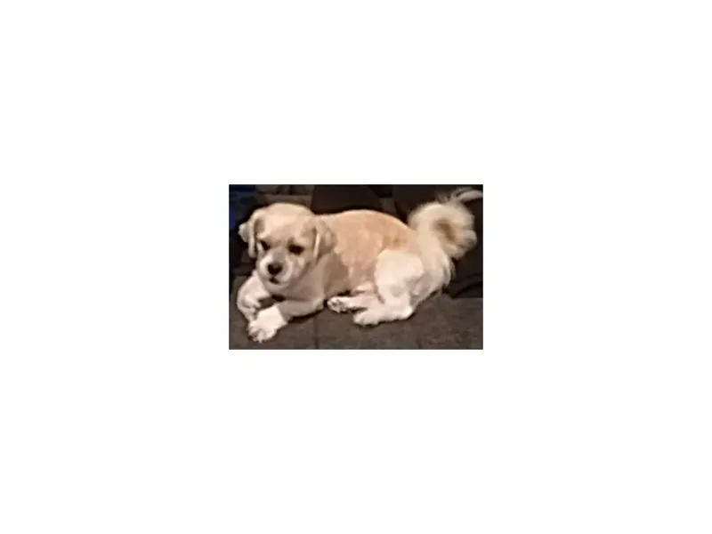 Hundi