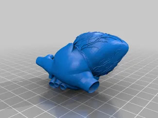 Heart Model 