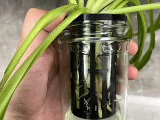 玻璃罐水培定值篮