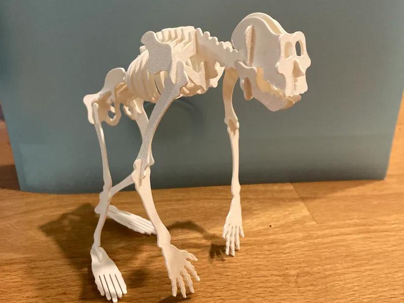 skeleton human 