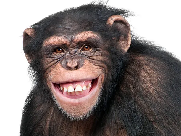 monkey