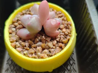 带脚打洞多肉袖珍小花盆