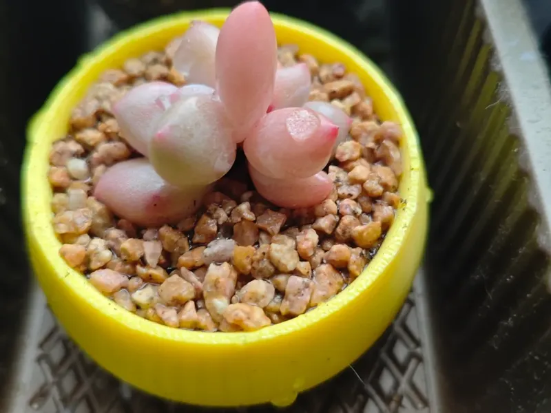带脚打洞多肉袖珍小花盆