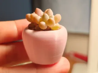圆滚滚指尖花盆