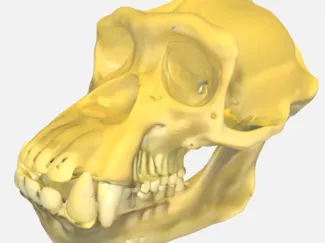 Chimpanzee Skull