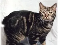 manx cat