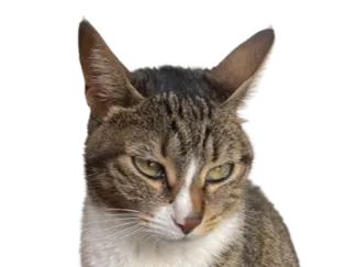 Gato 