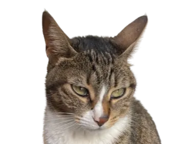 Gato 