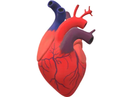 Human Heart